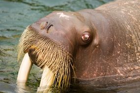 Walrus with large canines close-up