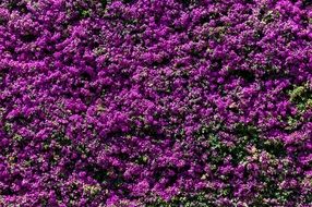 incredibly beautiful flowers violet wall