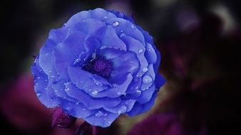 Blue rose with raindrops