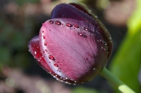 purple spring tulip