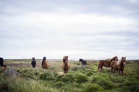 Horses on a green meadow in Ireland