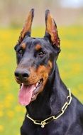 doberman