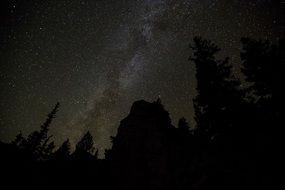 Night forest against the Milky Way