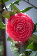 Red camellia flower with green leaves