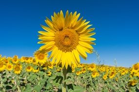 sunflower on field flowers sky view