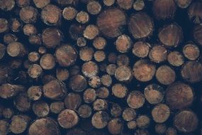 logs from the trees on top of each other