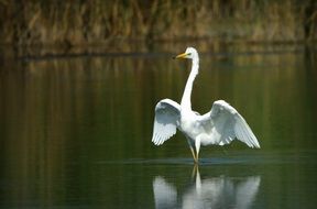 heron white goes and is reflected in the water