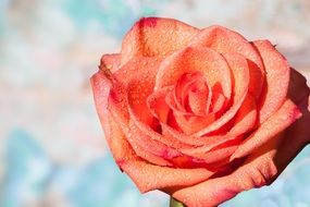 Lush orange rose closeup