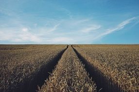 road on ripe wheat field