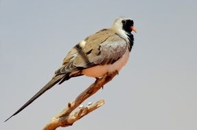 namaqua dove perched dry branch