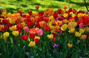 colorful tulips outdoor