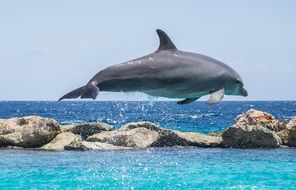 playing dolphin in the sea on a sunny day