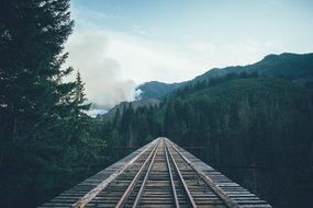 railway bridge in the forest