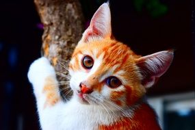little orange cat on tree