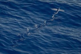 a bird flies over the sea