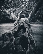 dark threatening tree