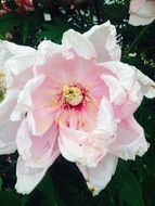 pink white peony bud