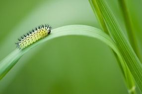 oak sawfly larva on grass blade