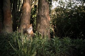 funny cat in wild nature portrait