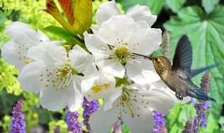 bird near a flowering branch