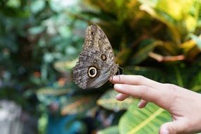 butterfly sits on a hand