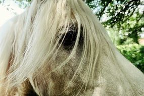 eye of the white horse