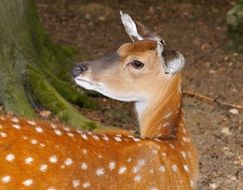 roe deer is a forest animal