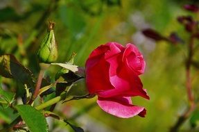 red rose grows in nature in summer