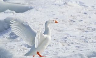 snow goose in wildlife