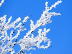 thin tree branches covered with crystal snow