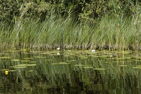 water lilies in a lake in Sweden