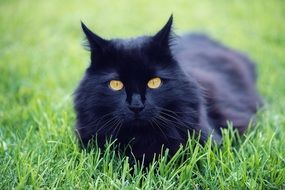 black cat in green grass