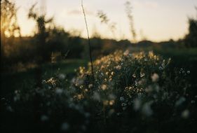 Grass on the field at dusk
