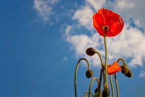 red poppy sky blue view