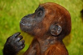 brown little monkey closeup