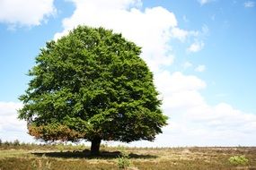 lonely big green tree in the field
