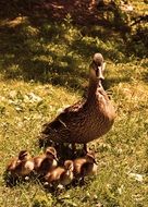 duck with ducklings on green grass