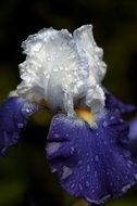 raindrops on violet white iris