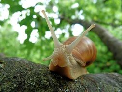 Brown snail on a branch close-up