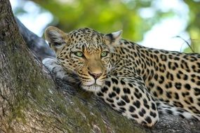 relaxing leopard in Botswana