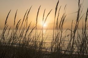 Life on the beach