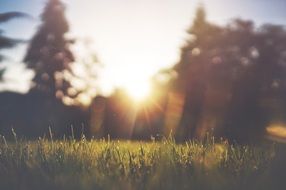 green meadow in the sunlight