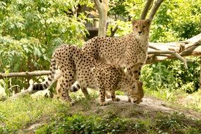 leopard family at the zoo Kenya