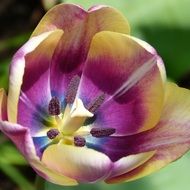 colorful open tulip closeup