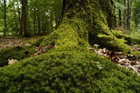 beautiful green moss on a forest road