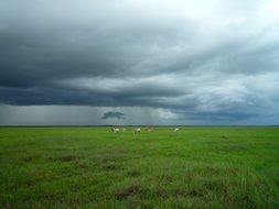 cattle in a meadow before a thunderstorm