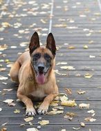 delightful malinois dog