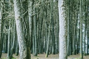 empty tree trunks in the forest