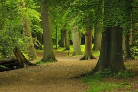 Photo of the forest with a lot of trees