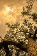 tall tree trunk with branches sepia view